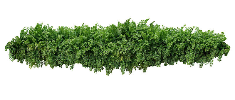 热带叶状植物灌木，层叠挂鱼尾蕨或叉形巨剑蕨(小蕨属)荫凉园林景观灌木植物孤立在白色与修剪小路上。