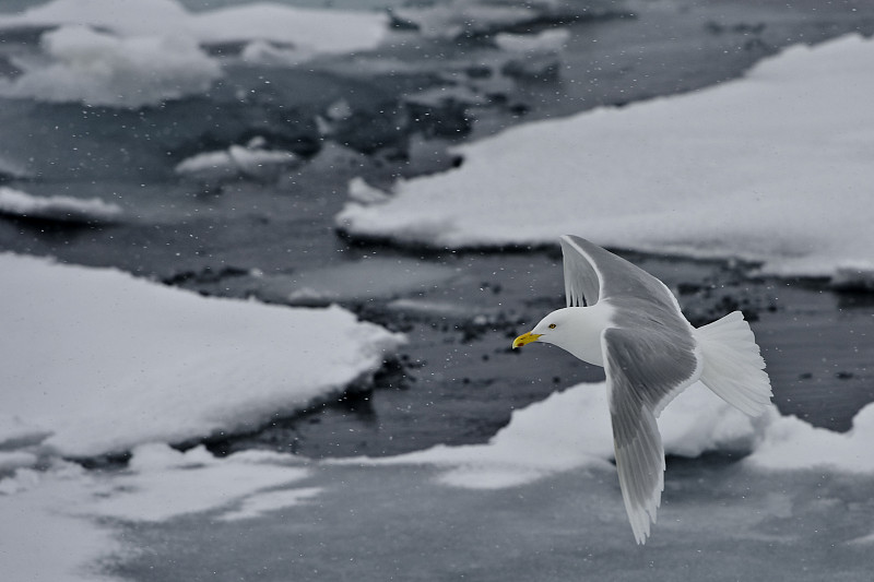 白鸥(Larus hyperboreus)是一种大型鸥，在北半球的北极地区繁殖。在斯瓦尔巴特群岛。