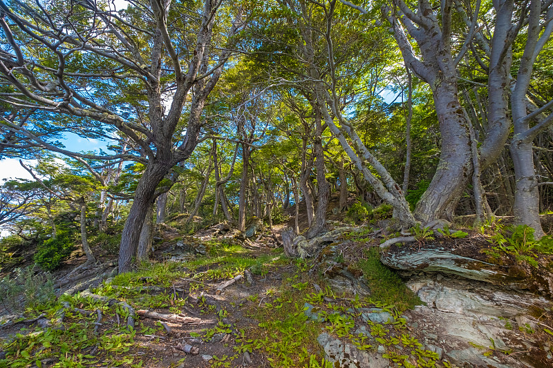 亚南极森林lansscape，火地岛国家公园，乌斯怀亚，阿根廷