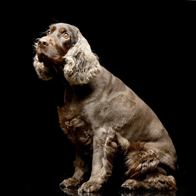 这是一只可爱的英国可卡犬