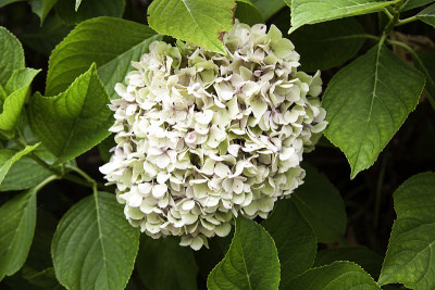 绣球花花