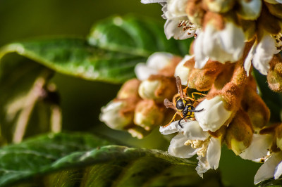 枇杷(Eriobotrya japonica)树花盛开在秋天近。