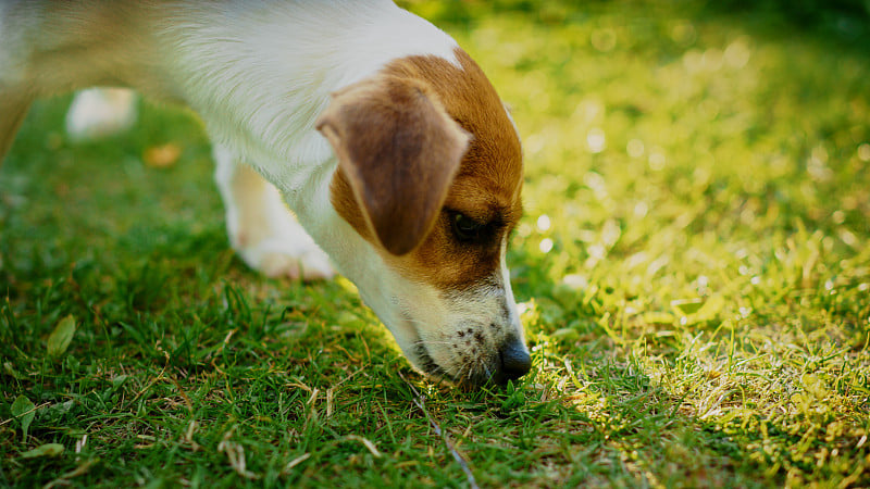 Super Cute Pedigree Smooth Fox Terrier Dog Sniffed