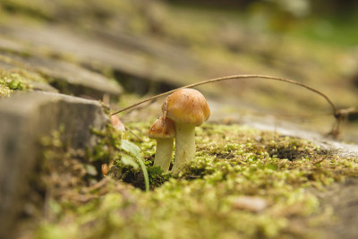 两种菌丝菌生长在绿色苔藓上