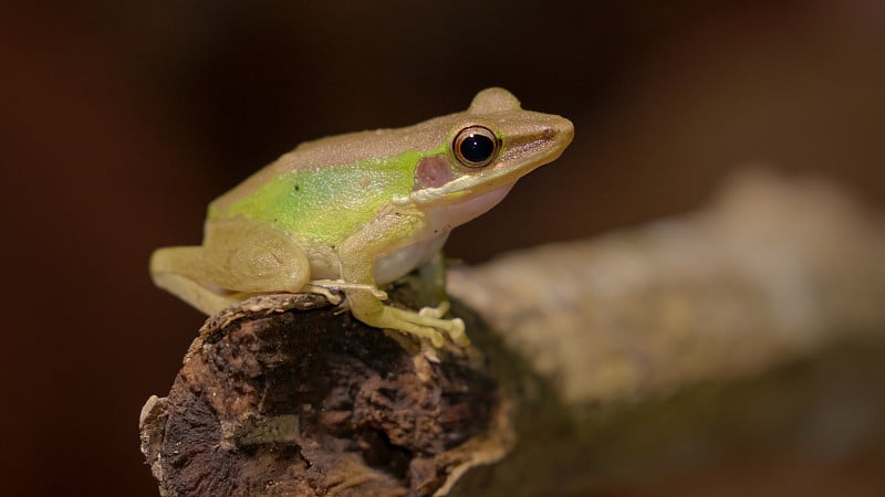 夜晚，一只东南亚白唇蛙，马来亚白唇蛙(Chalcorana或Chalcorana libialis)