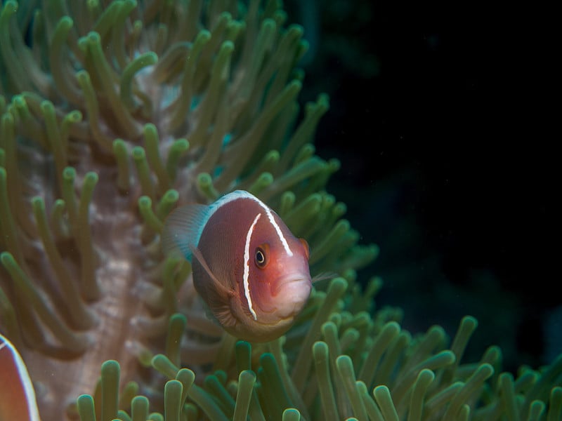 海葵鱼和海葵