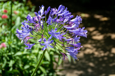 蝴蝶园里的深蓝色Agapanthus