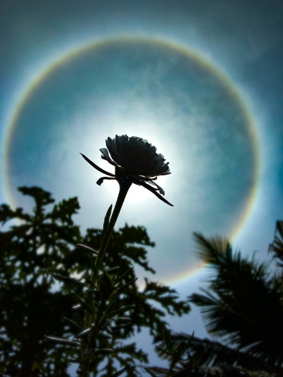 耀眼的花