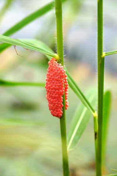 金苹果蜗牛的蛋