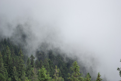 喀尔巴阡山脉的冷杉林在雾中，夏日的风景