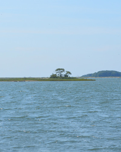 带海景的树