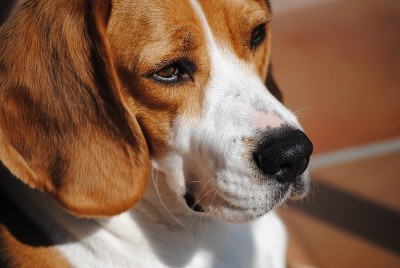 狗