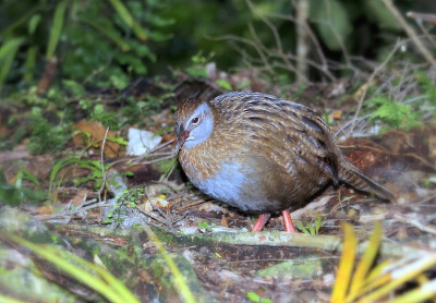 Weka(加利拉尔斯澳大利亚人)