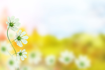 色彩斑斓的宇宙花
