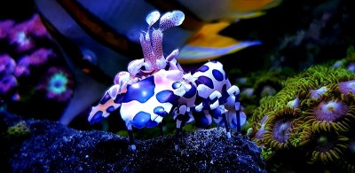 丑角虾令人惊叹的水下生物