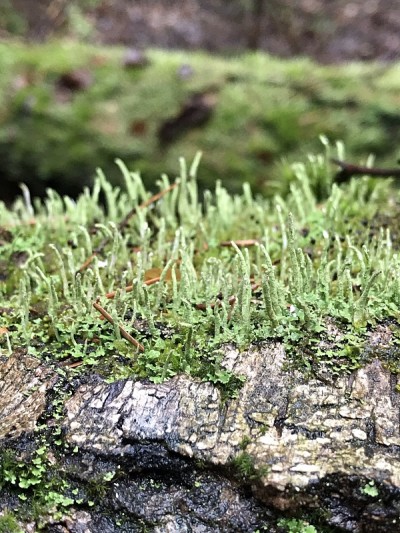 常绿苔藓地衣宏