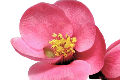 木瓜(日本木瓜)的花开花。我