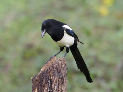 喜鹊，皮卡皮卡