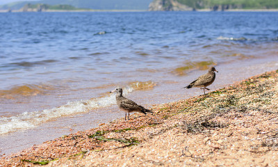 海燕在海上休息