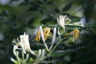 花开花绿叶