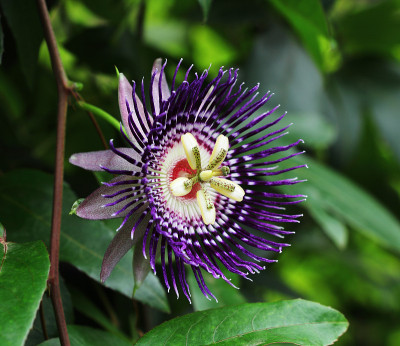 百香果花