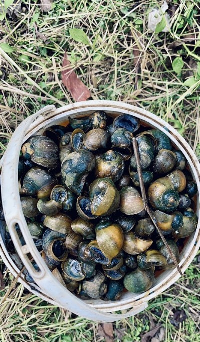 黄金蜗牛