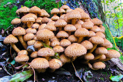 Pholiota Squarrosa，蓬松的Scalycap蘑菇