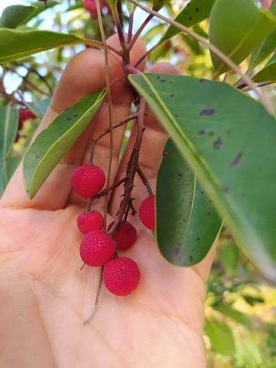 秋天和森林