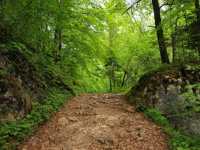 森林深处的道路