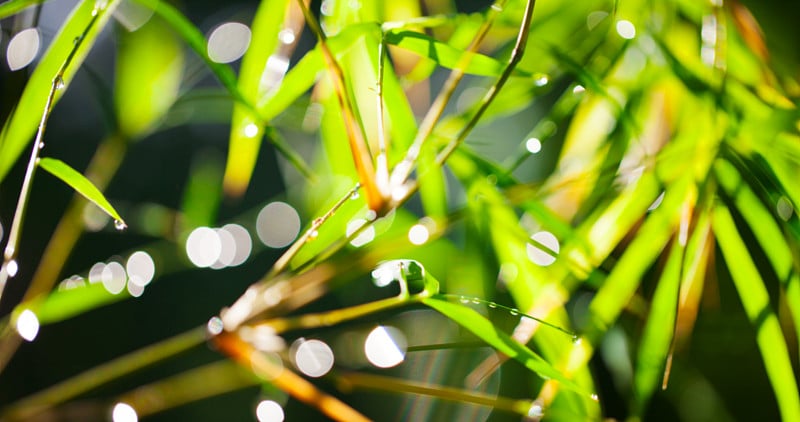 竹叶与雨滴的背景模糊。副本的空间。