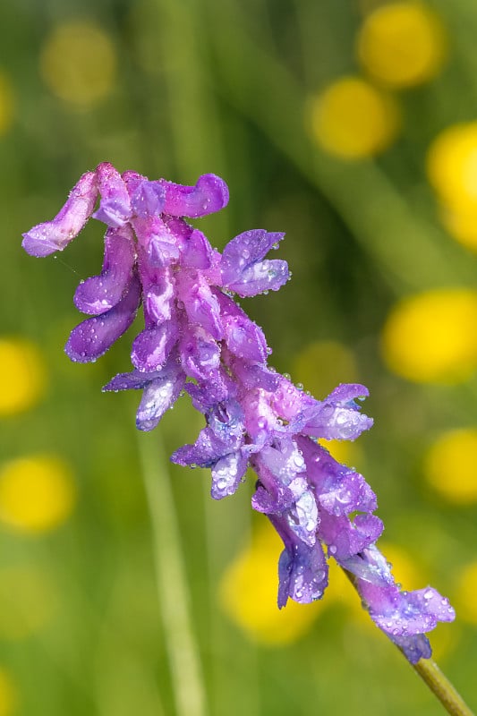 紫荆花