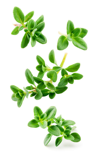 百里香孤立。百里香草本在白色的背景。新鲜的百里香植物收集飞。