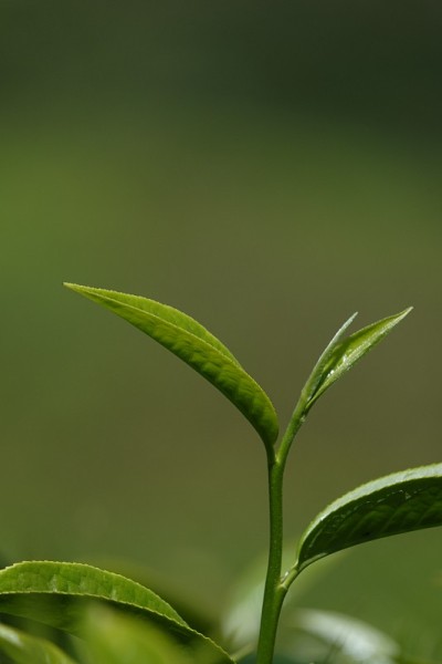高原的绿茶嫩芽和嫩叶
