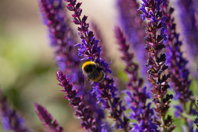 一个大黄蜂(bombus)收割蓝色和紫色鼠尾草花的特写，背景模糊