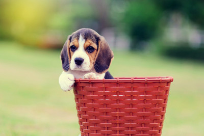 可爱的小猎犬
