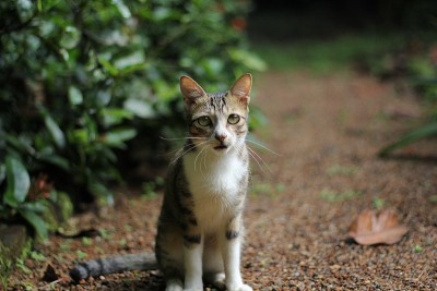 无辜的猫