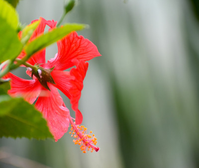 中国玫瑰(芙蓉)在花园里开花。
