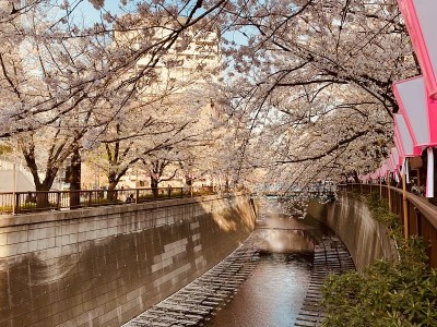 樱花(樱花)