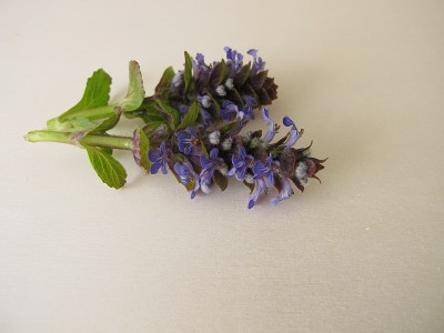 治疗药草，蓝色的喇叭花在木板上