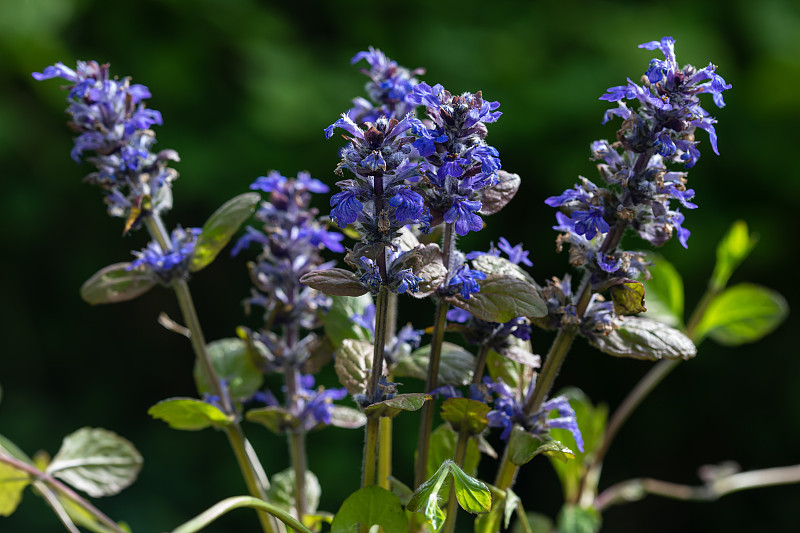 蓝色号角（Ajuga reptans）