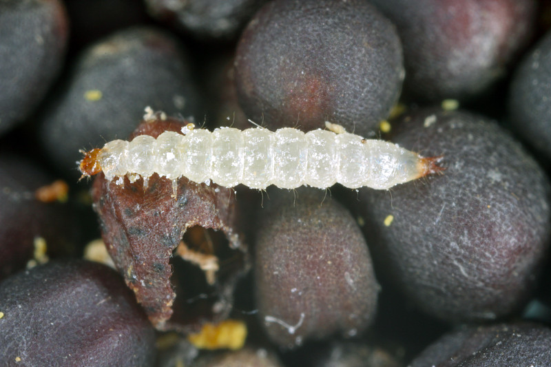 锯齿粒甲虫(Oryzaephilus surinamensis)是一种来自Silvanidae的昆虫