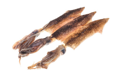 新鲜捕获的鱿鱼孤立在白色背景