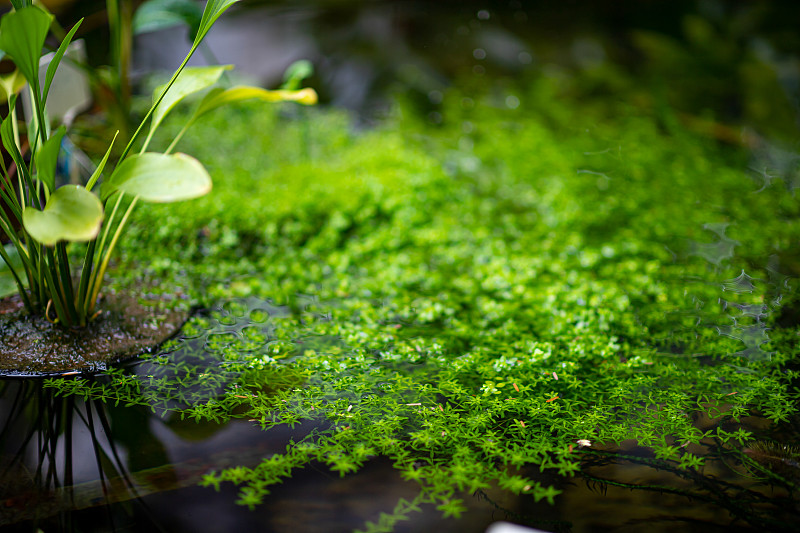 沼泽植物。