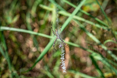 蜘蛛Argiope bruennichi坐在它的网和一个受害者