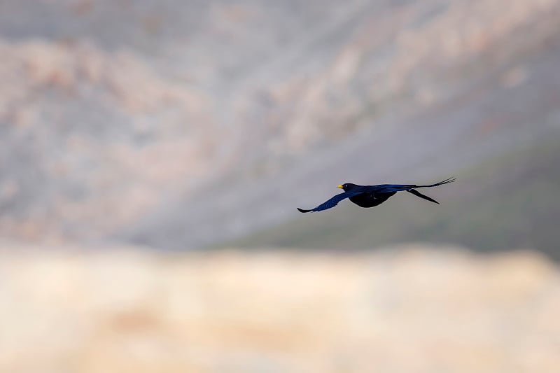 飞的乌鸦。高山红嘴山鸦。Pyrrhocorax graculus。山的背景。