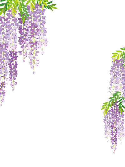 紫藤花藤的背景。