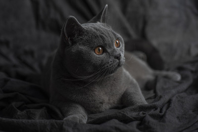 英国短毛猫