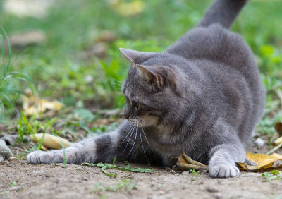 玩灰猫