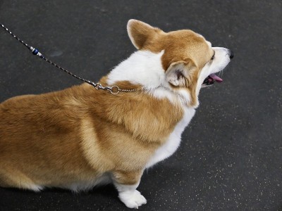 柯基犬在训练班