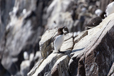guillemot